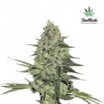 Rhino Ryder Auto - FastBuds
